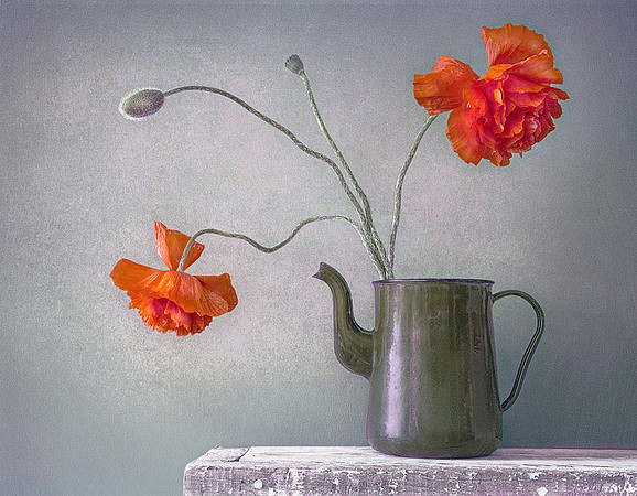 Poppies #2