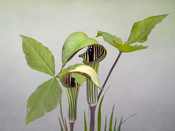 Jack in the Pulpit #3