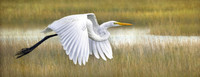 Egret