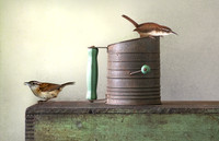 Wrens