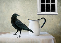 Crow with Pitcher
