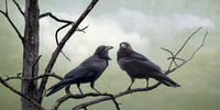 Couple of Crows