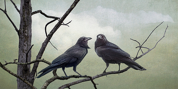 Couple of Crows