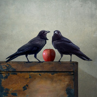 Crows with Apple
