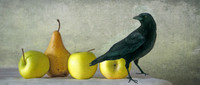 Crow with Apples and Pear