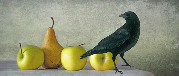 Crow with Apples and Pear