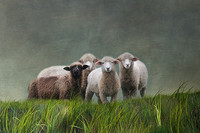 Black Sheep