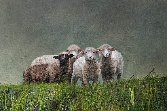 Black Sheep