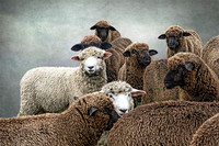 Counting Sheep