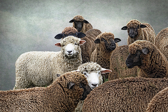 Counting Sheep