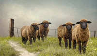 Black Sheep#2