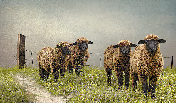 Black Sheep#2