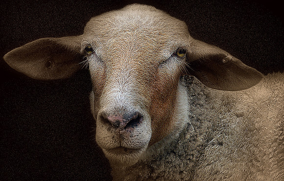 Sheepish