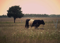 The Pasture