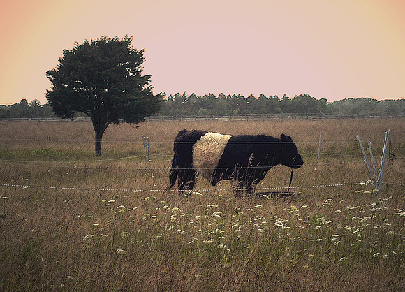 The Pasture