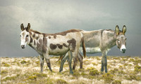 Donkeys