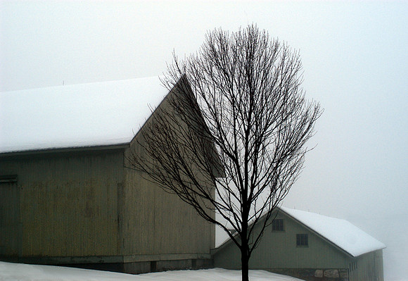 Barns in Fog