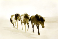 Wild Ponies of Assateague #4