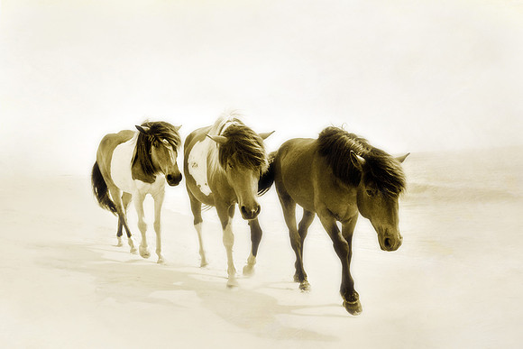 Wild Ponies of Assateague #4