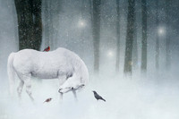 Winter Magic
