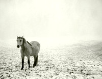 Horse in Fog