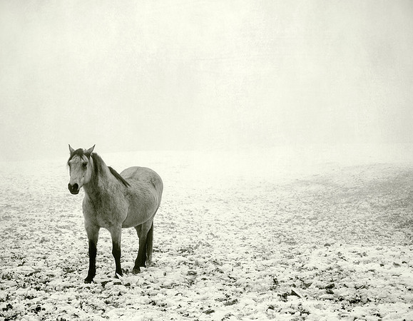 Horse in Fog