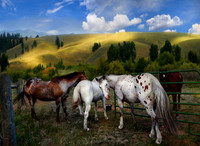 All The Pretty Horses