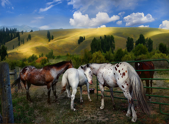 All The Pretty Horses