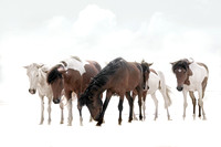 Wild Ponies of Assateague ll