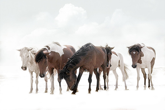 Wild Ponies of Assateague ll
