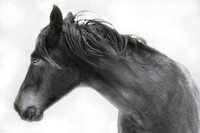 Horse Close up #2