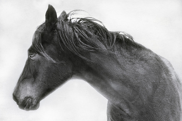 Horse Close up #2