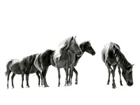 Assateague Ponies  lll