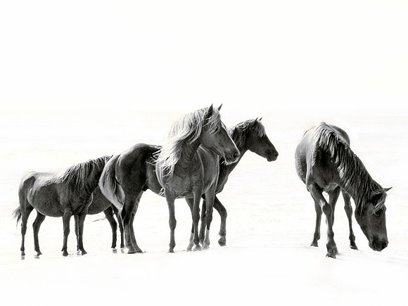 Assateague Ponies  lll