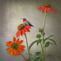 Hummingbird on Echinacea