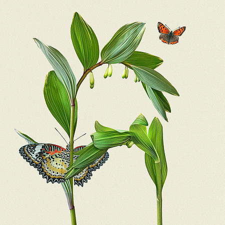 Solomon Seal with Butterflies