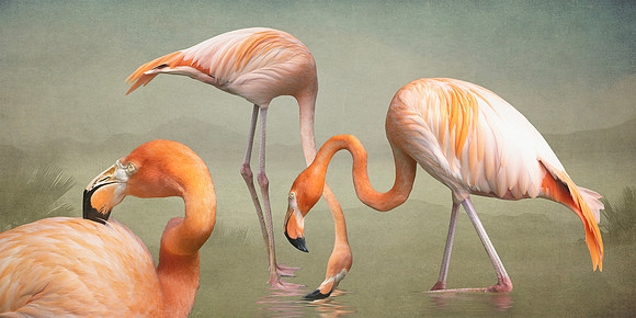 Flamingos