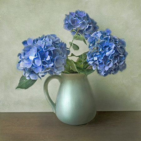Hydrangeas