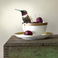 Hummingbird on Tea Cup
