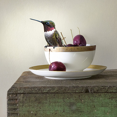 Hummingbird on Tea Cup