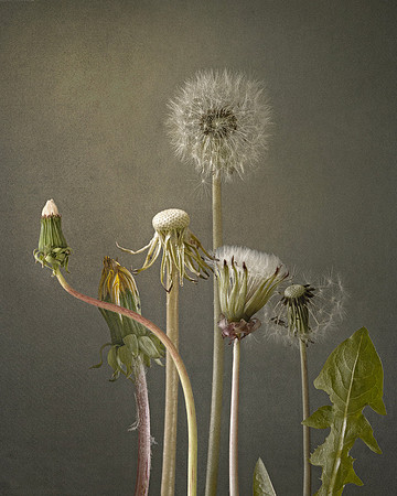 Dandelions