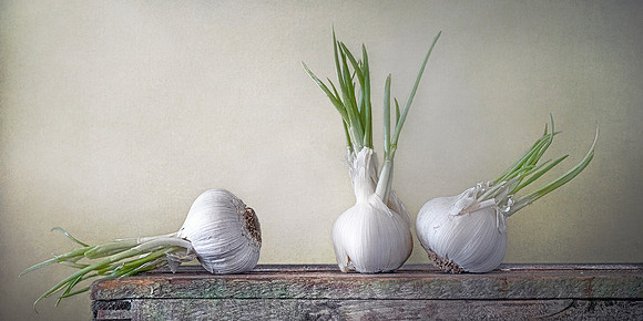 Garlic