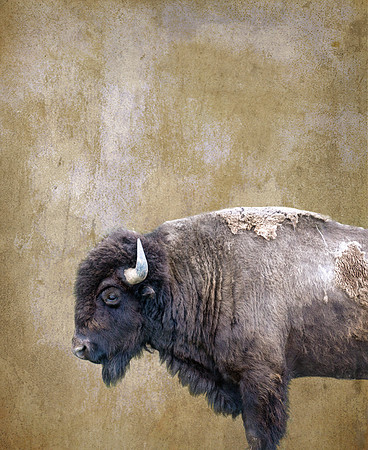 Bison