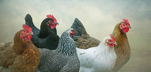 The Ladies