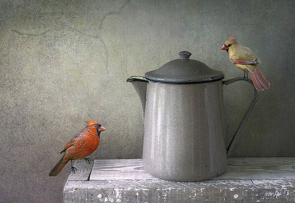 Cardinals