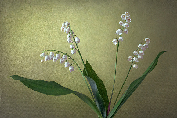 Lily of the Valley