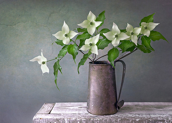 Kousa Dogwood