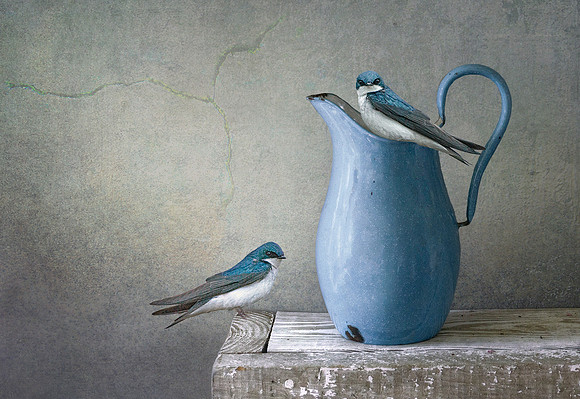 Swallows