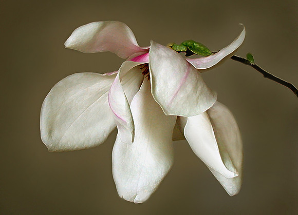 Magnolia