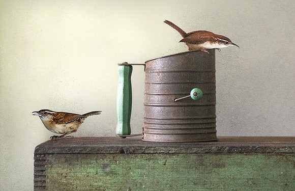 Wrens
